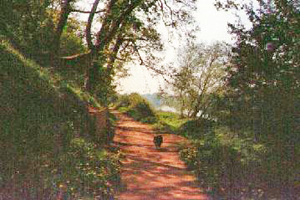 Clifton Grove