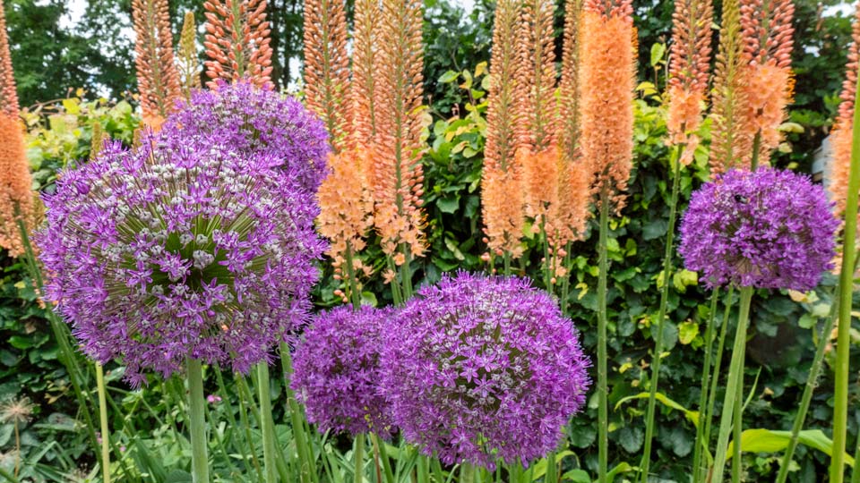 Alliums and Foxtail Lilies
