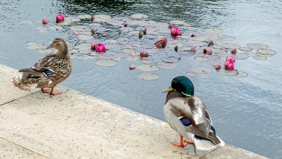 The Lily Pond